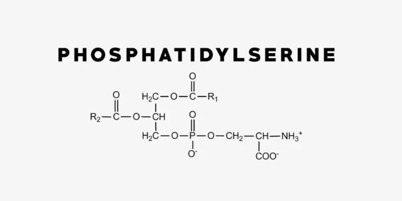 Phosphatidylserine and Its Health Benefits: Boost Your Memory Naturally